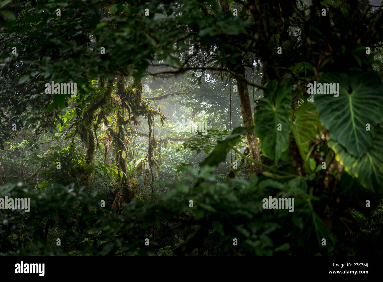 Mountain green forest jungle in hi-res stock photography and images - Alamy