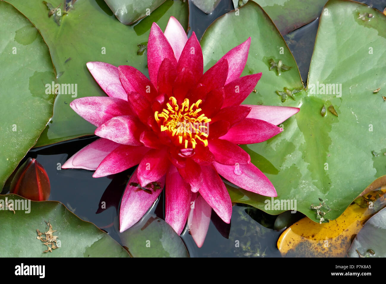 Flower of pink water lily in a pond Stock Photo