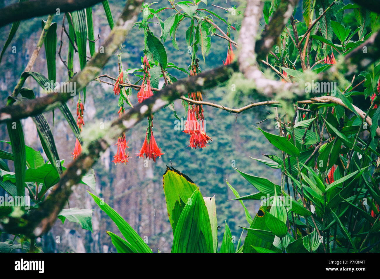 Fuchsia boliviana is a species native to southern Peru producing exotic hanging clusters of four inch flowers in a combination of pure white and fluor Stock Photo