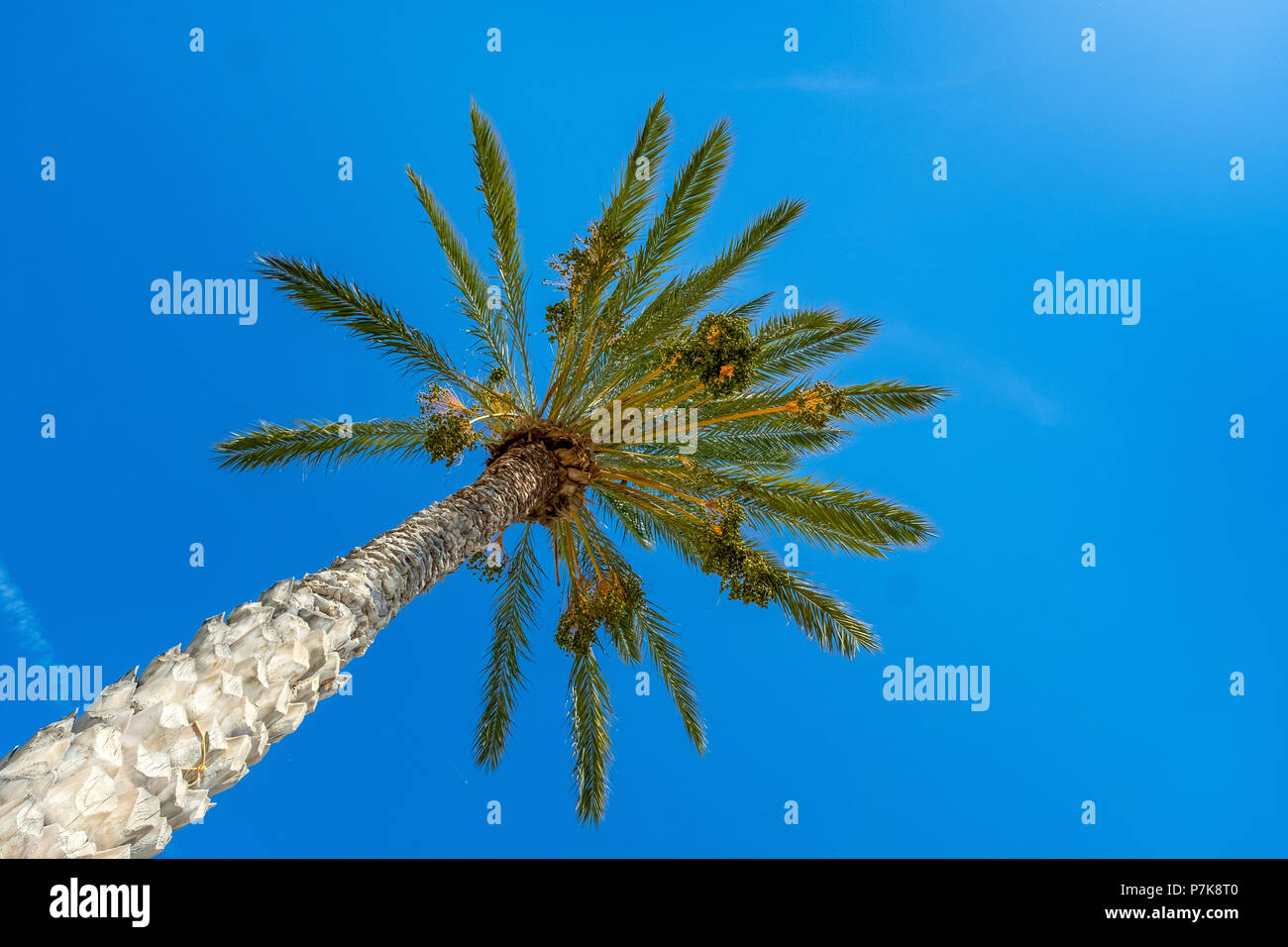 Palm tree and blue sky, endemic palm species Phoenix theophrasti, blue sky, south Crete, Crete, Greece, Europe, Agia Galini, Europe, Crete, Greece Stock Photo