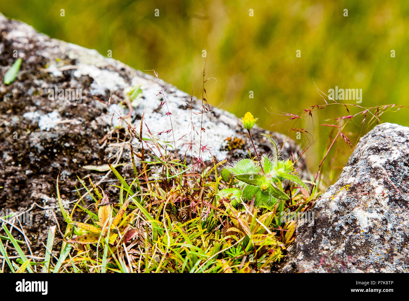 Close-up of nature life in ancient Inca stone at Machu Picchu. Peru. No ...