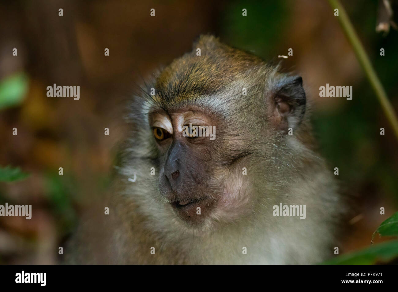 Monkey meme hi-res stock photography and images - Alamy