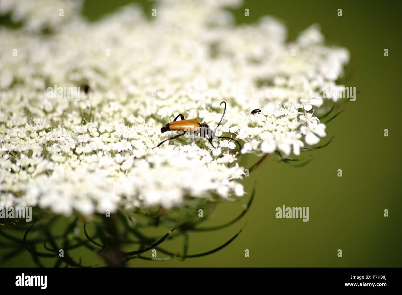 A longhorn beetle, Stictoleptura fulva, eats on the Flower-head of a wild herb Stock Photo