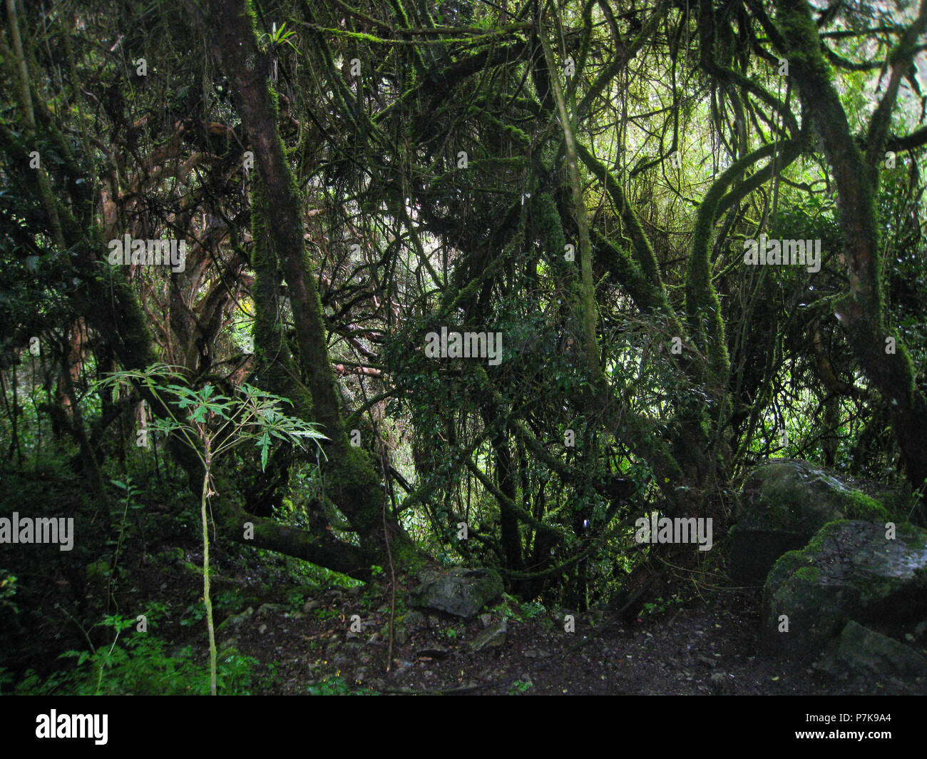 Wild rainforest on the Andes mountains on the ancient Inca Trail path ...