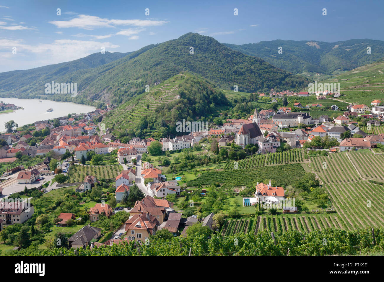 Vineyards in summer, Spitz, Danube, Wachau, Lower Austria, Austria Stock Photo
