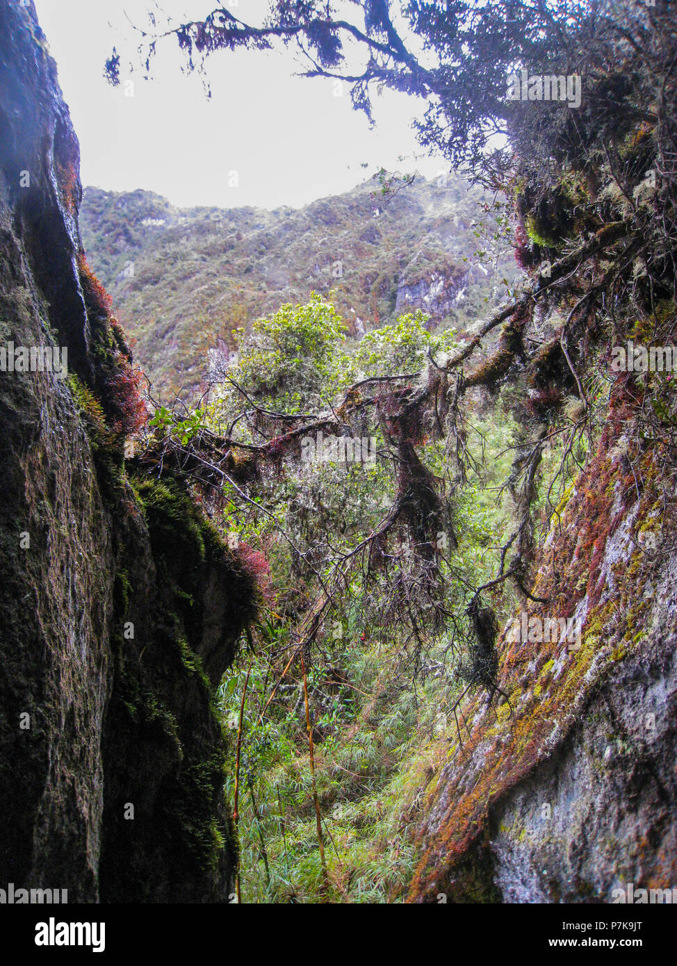 Wild rainforest on the Andes mountains on the ancient Inca Trail path ...