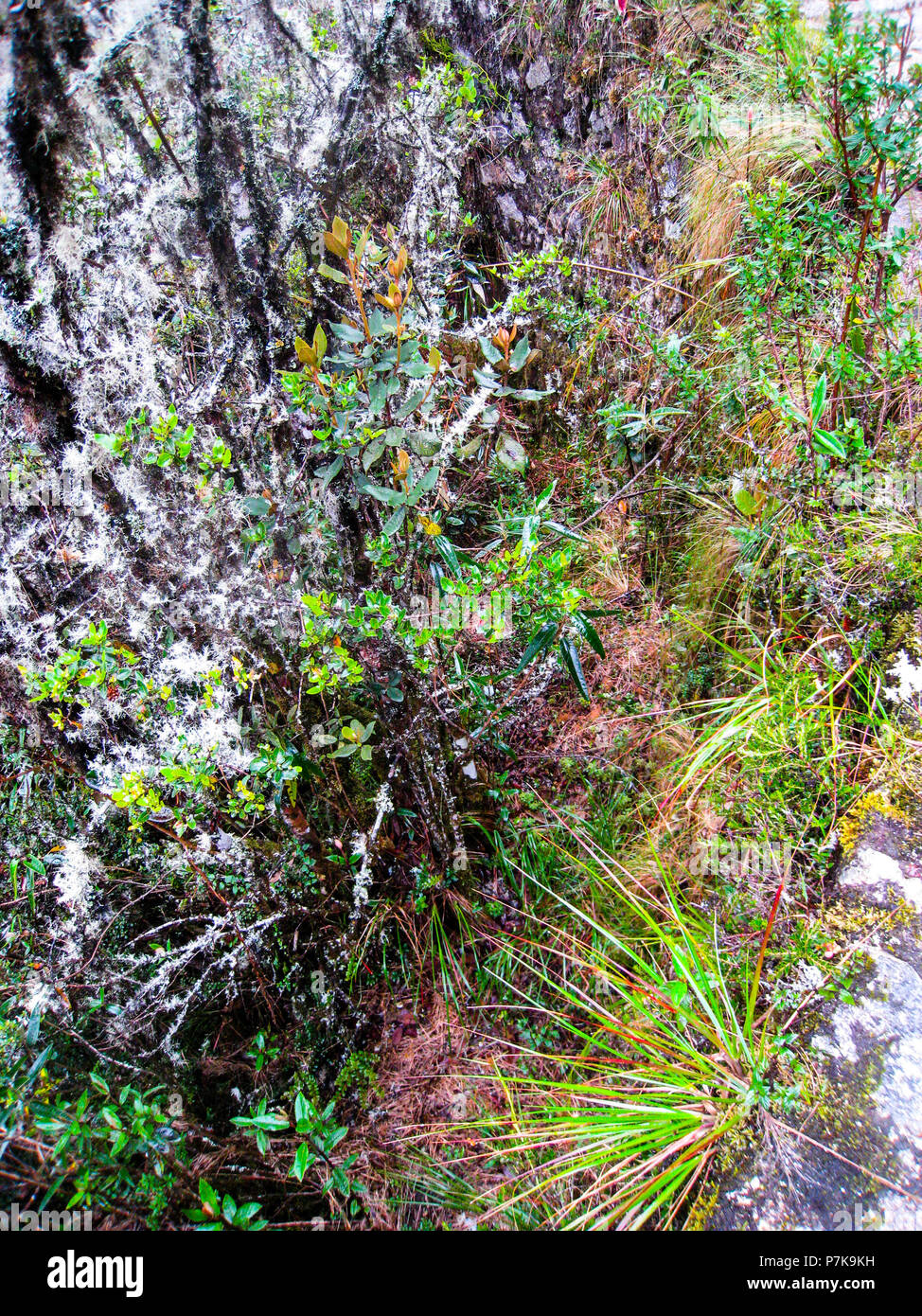 Wild rainforest on the Andes mountains on the ancient Inca Trail path ...