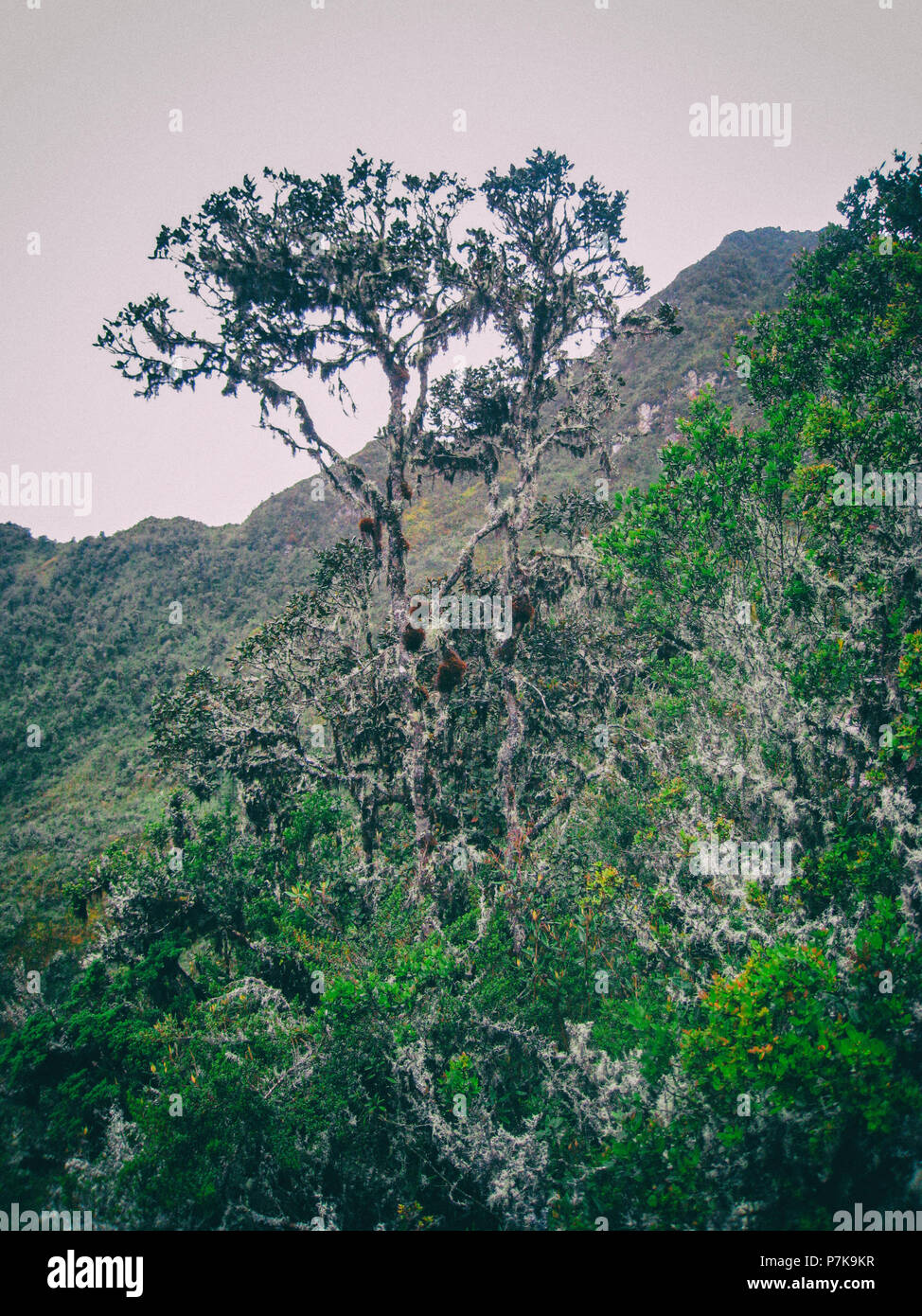 Wild rainforest on the Andes mountains on the ancient Inca Trail path ...