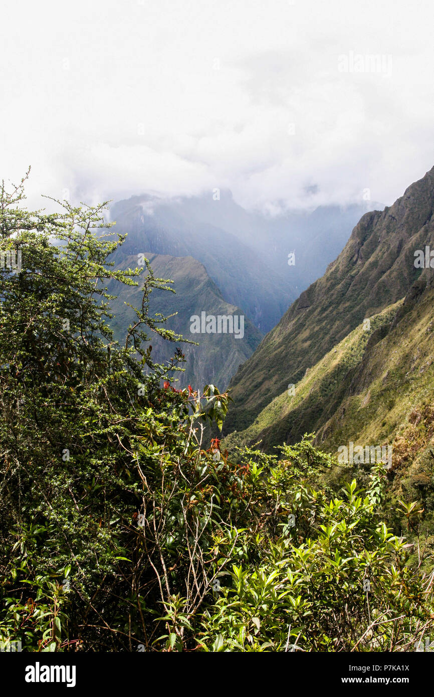 Vertical image of the wild green nature of the Andes with red flowers ...
