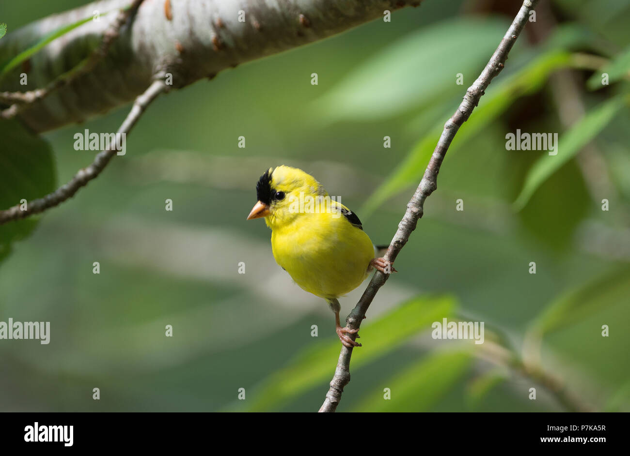 An American Goldfinch (Spinus tristis) hangs on to a branch in a tree on Cape Cod, Massachusetts, USA Stock Photo