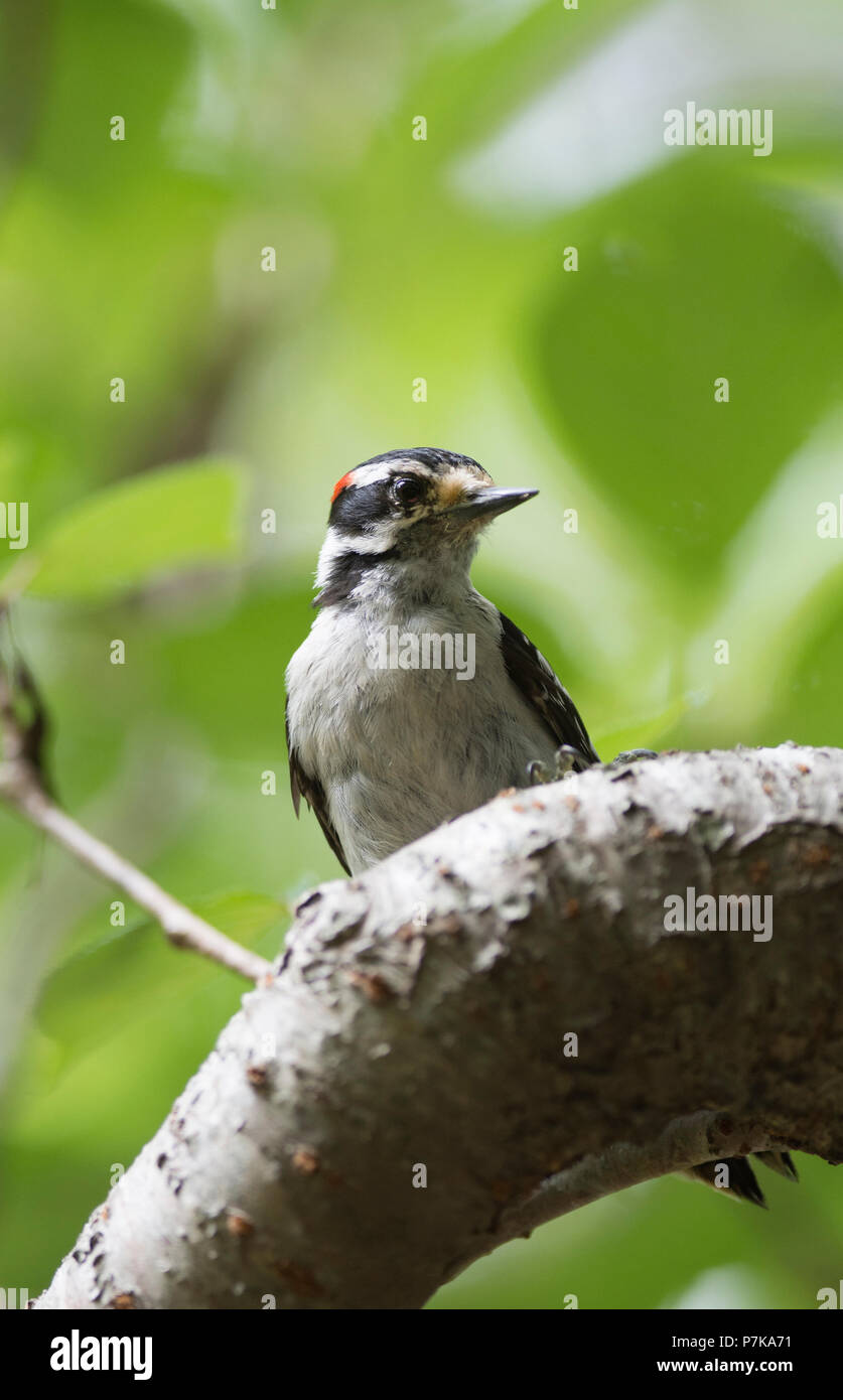 A male Downy Woodpecker (Dryobates pubescens) on a tree branch on Cape Cod, Massachusetts, USA Stock Photo