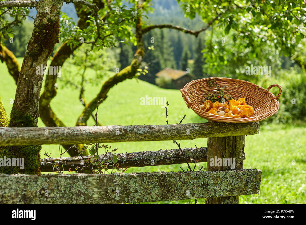 Basket with mushrooms on old wooden fence with farm atmosphere Stock Photo