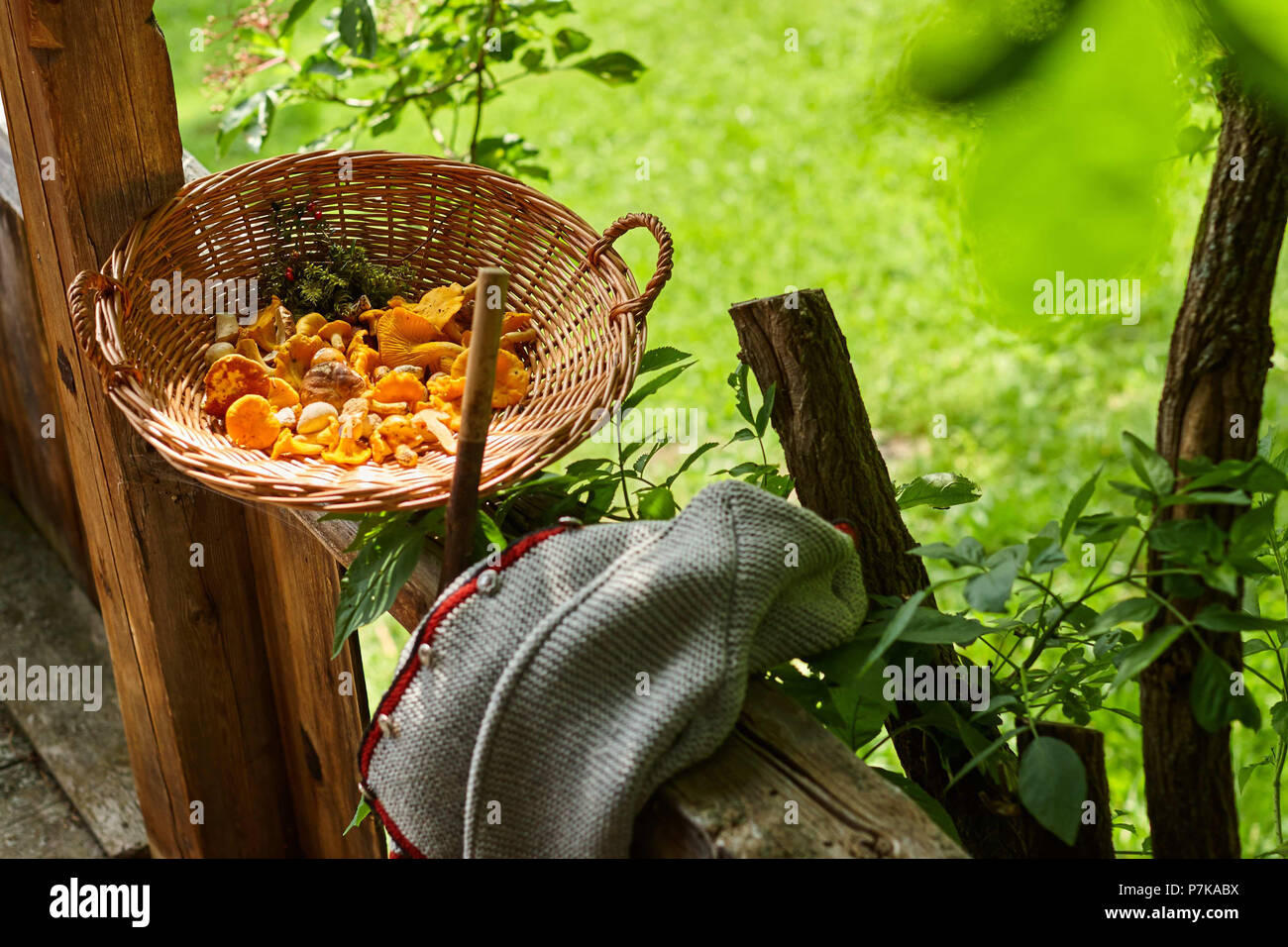 Basket of mushrooms chanterelles on farm balcony Stock Photo