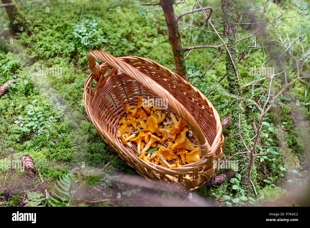Basket of mushrooms chanterelles on forest floor Stock Photo