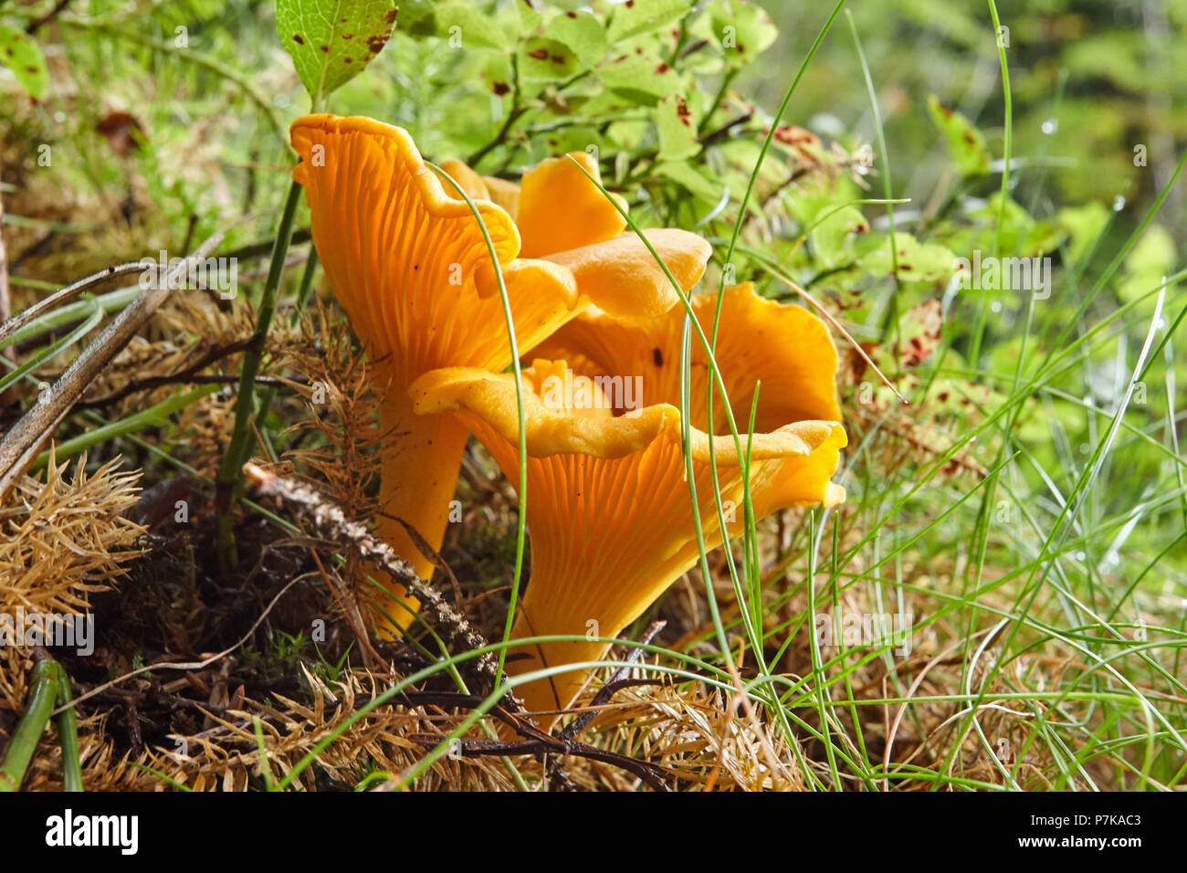 Trumpet chanterelles growing in the forest floor Stock Photo