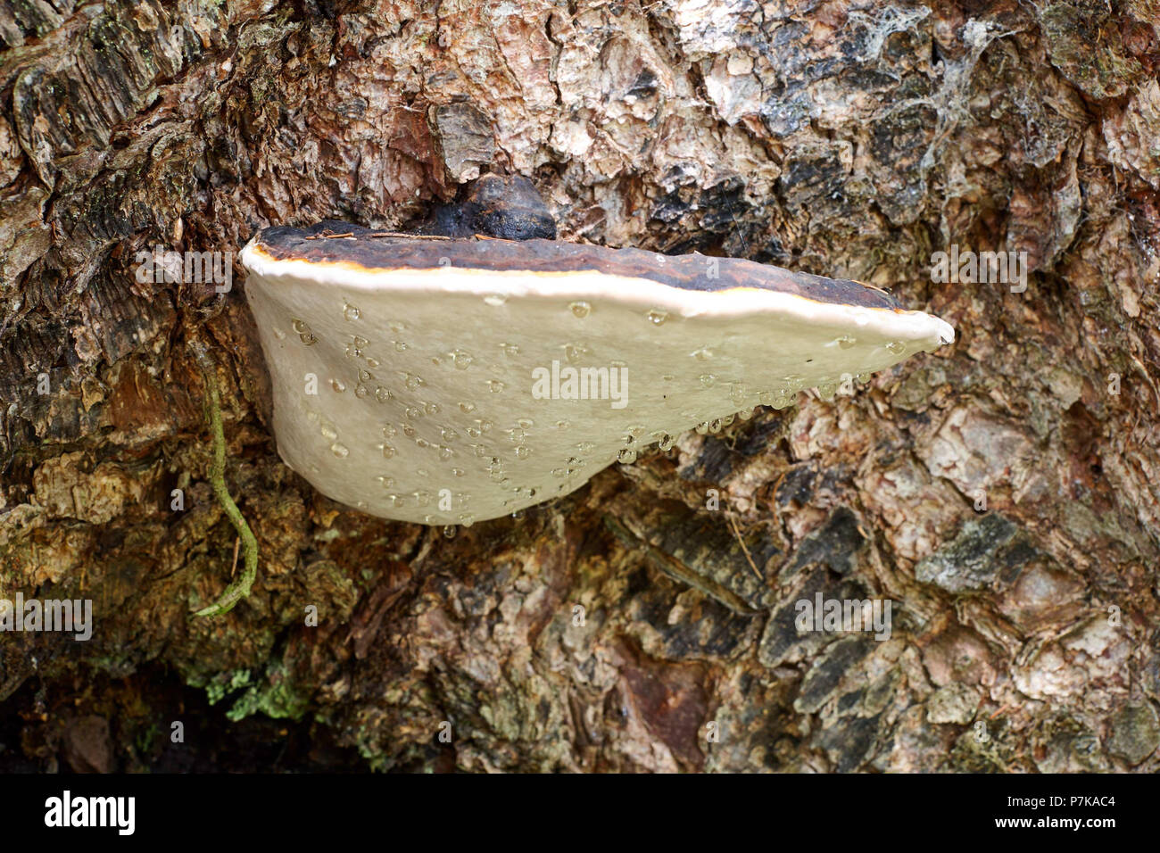 Tree fungus growing on old trunk with water drops Stock Photo