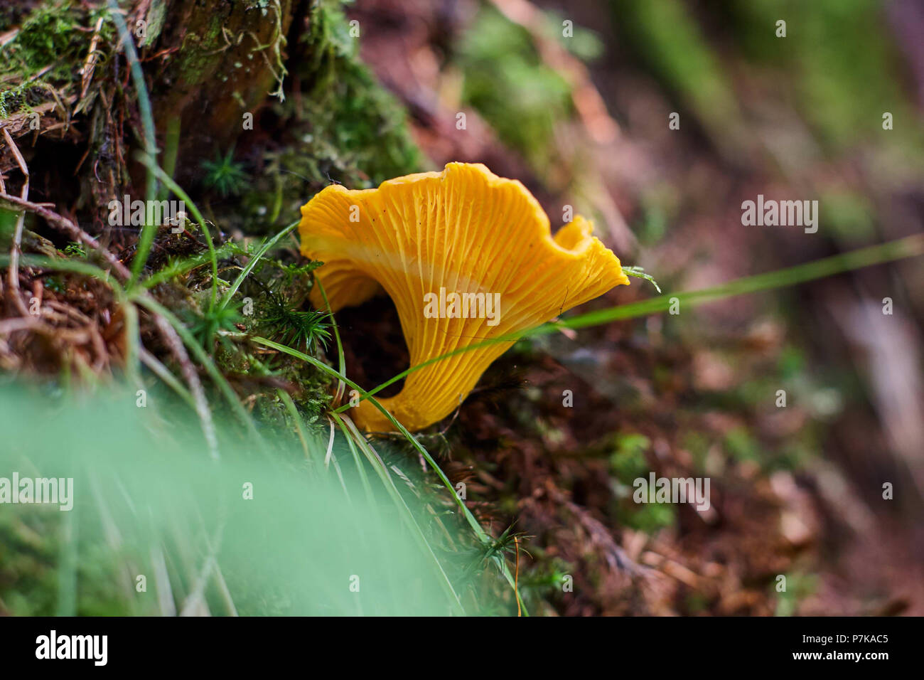 Chanterelle growing in the mossy forest soil Stock Photo