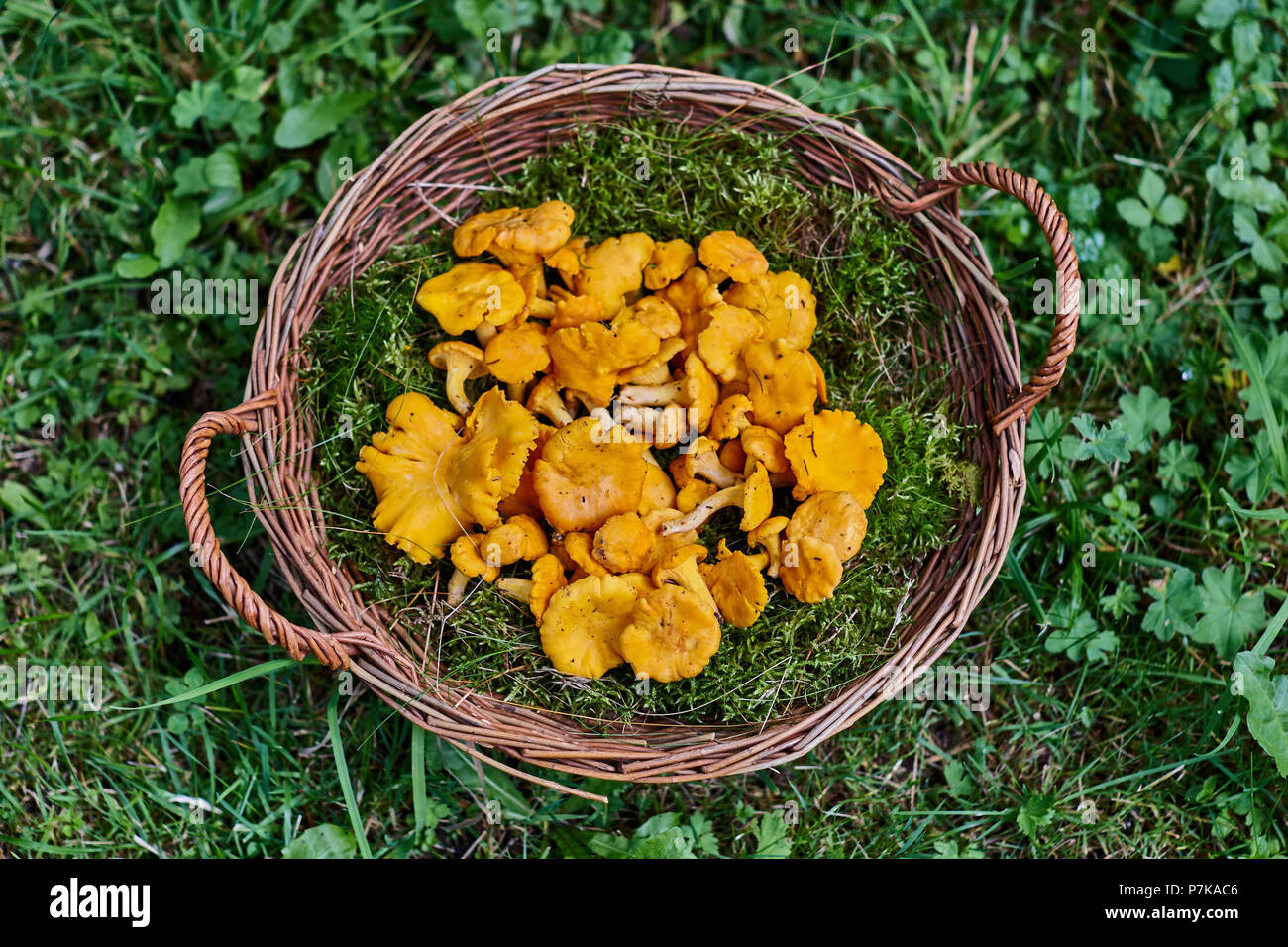 Basket of mushrooms chanterelles in green meadow Stock Photo
