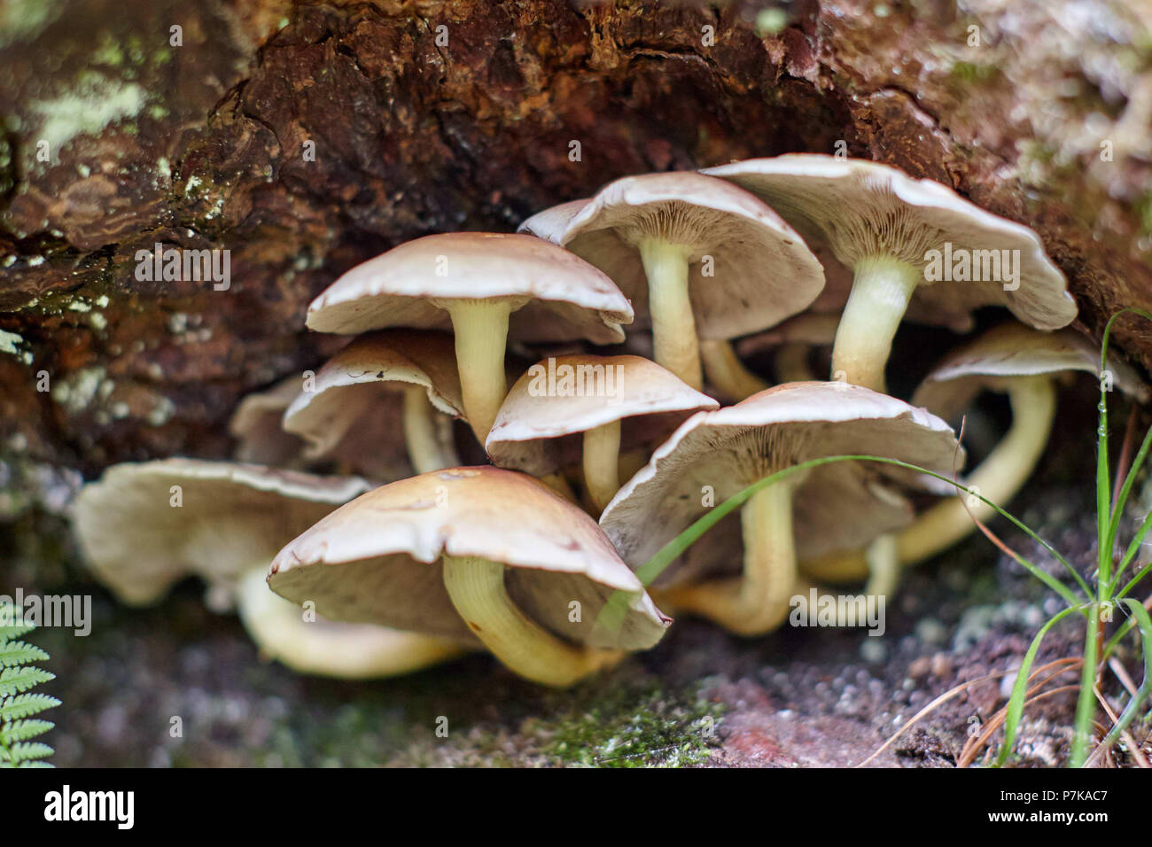 Tree fungi growing on old trunk Stock Photo