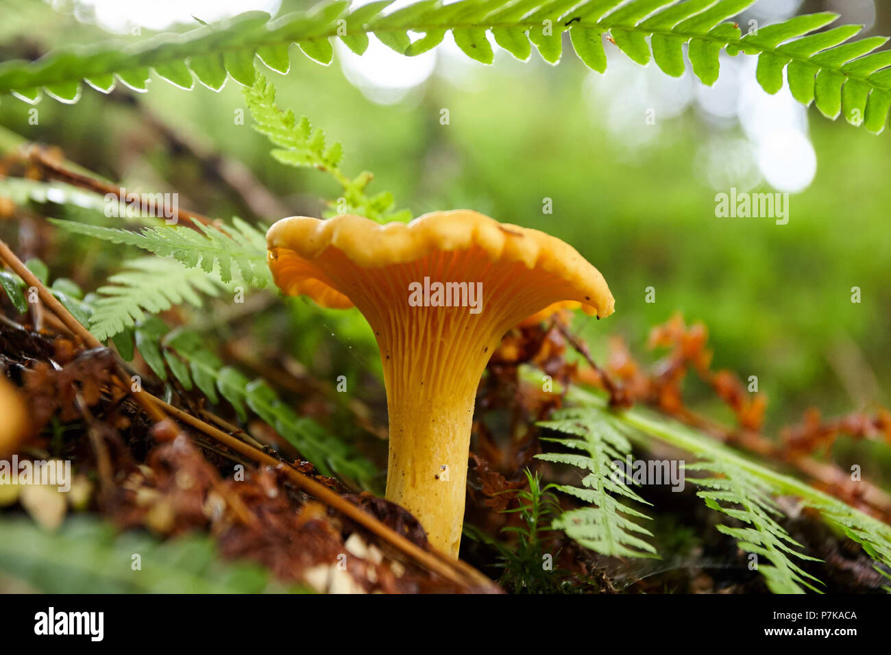 Cchanterelle between fern in the forest Stock Photo