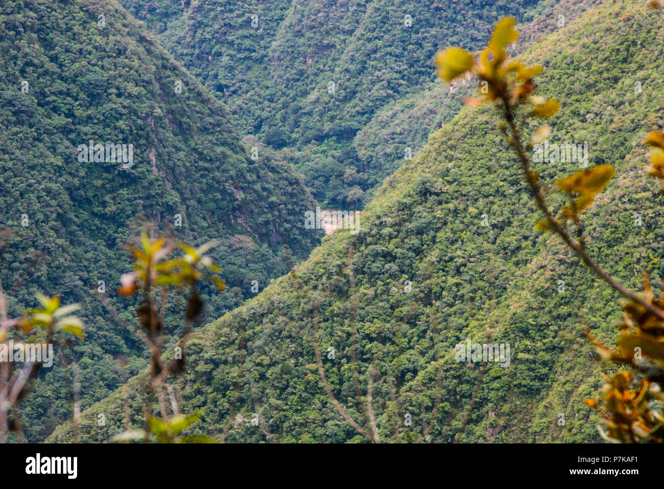 Yellow flowers in the wild nature of the Andes mountains along the Inca ...