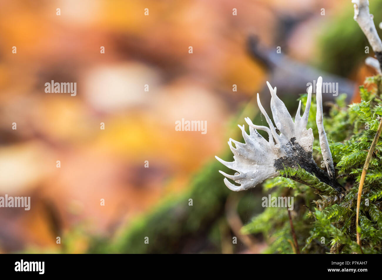 Candlestick fungus (Xylaria hypoxylon Stock Photo Alamy