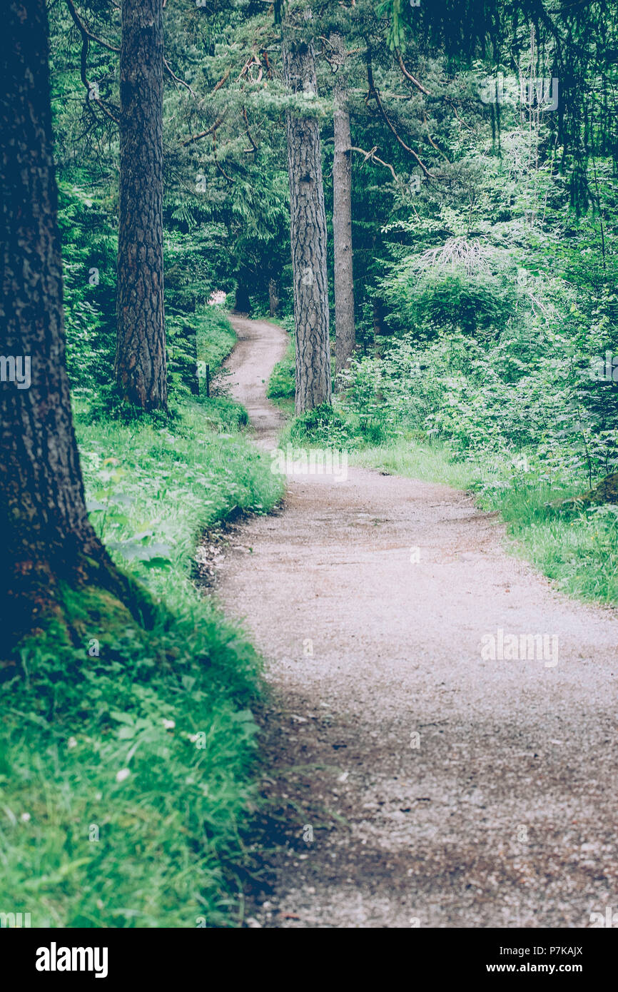 Forest path trees hi-res stock photography and images - Alamy
