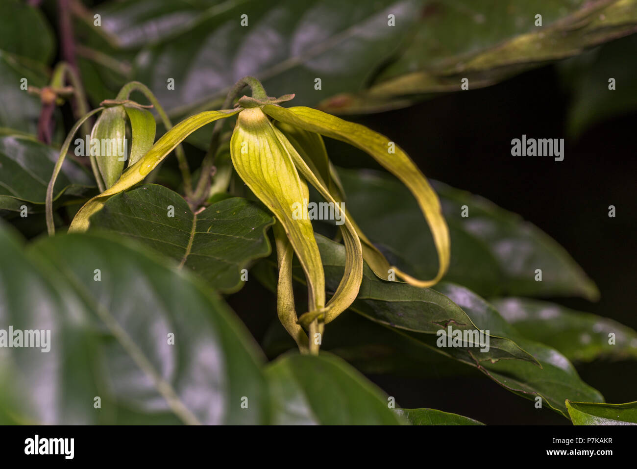 Flower yellow of the Ylang-ylang tree  Cananga odorata Stock Photo