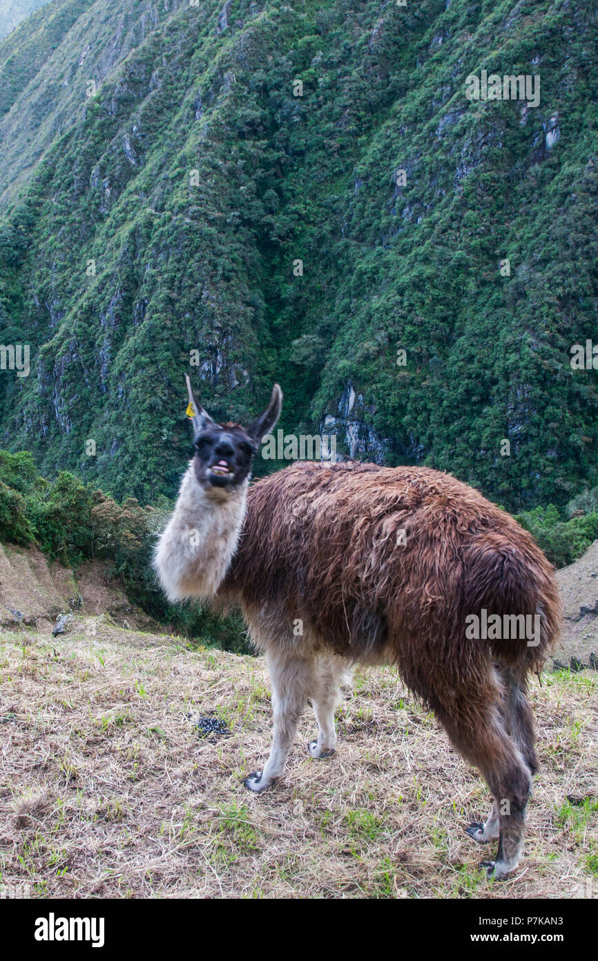 Llamas used for transporting hires stock photography and images Alamy