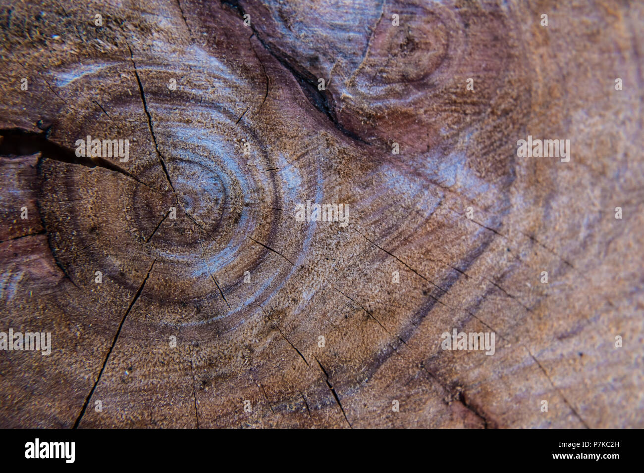 Wood Veins High Resolution Stock Photography and Images Alamy