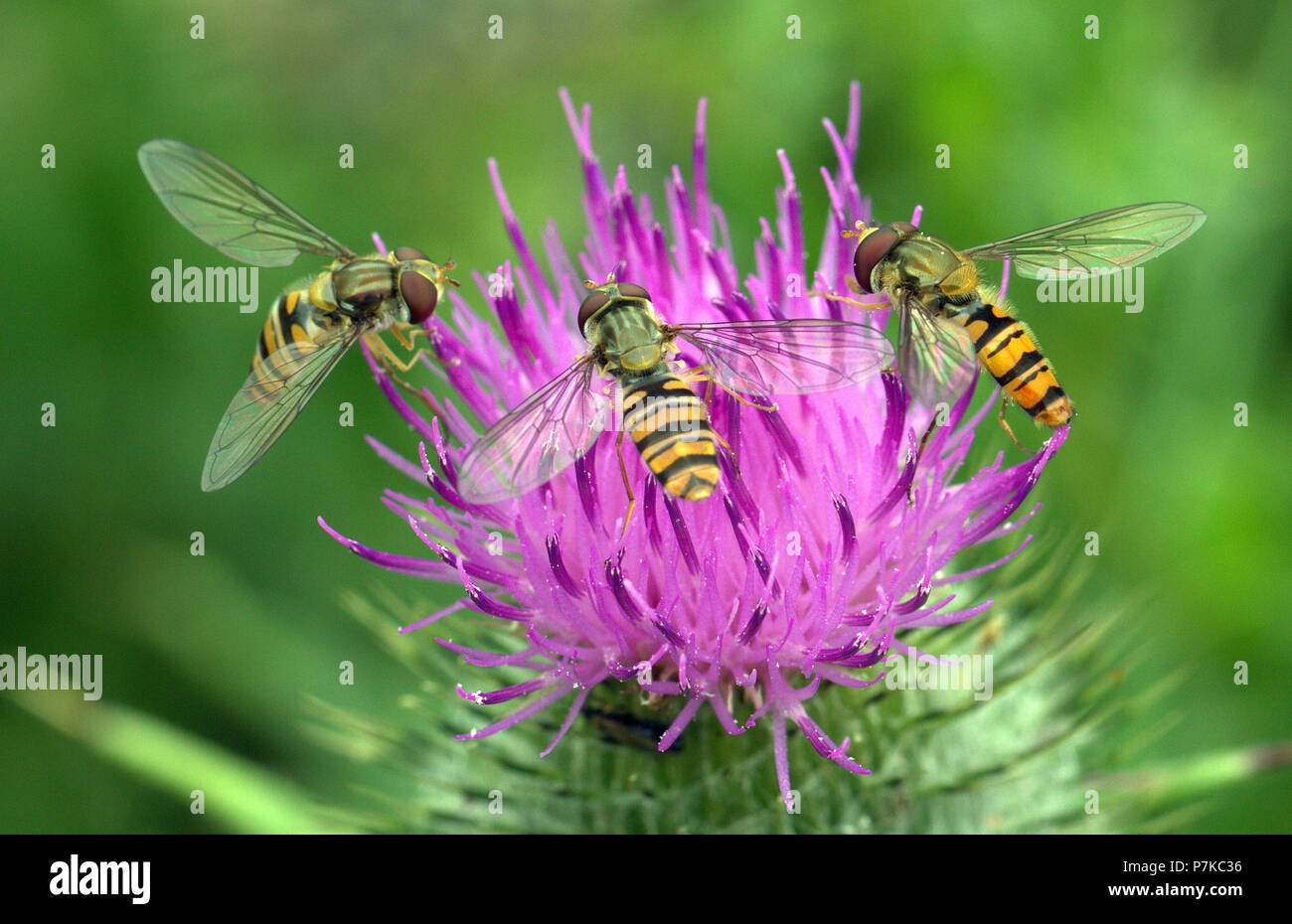 Three Hover Flies (Syrphidae) feeding on Nectar on a Milk Thistle plant. Stock Photo