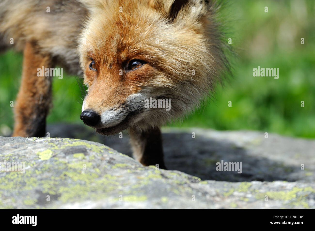 Fox, red fox, mountain fox Stock Photo - Alamy