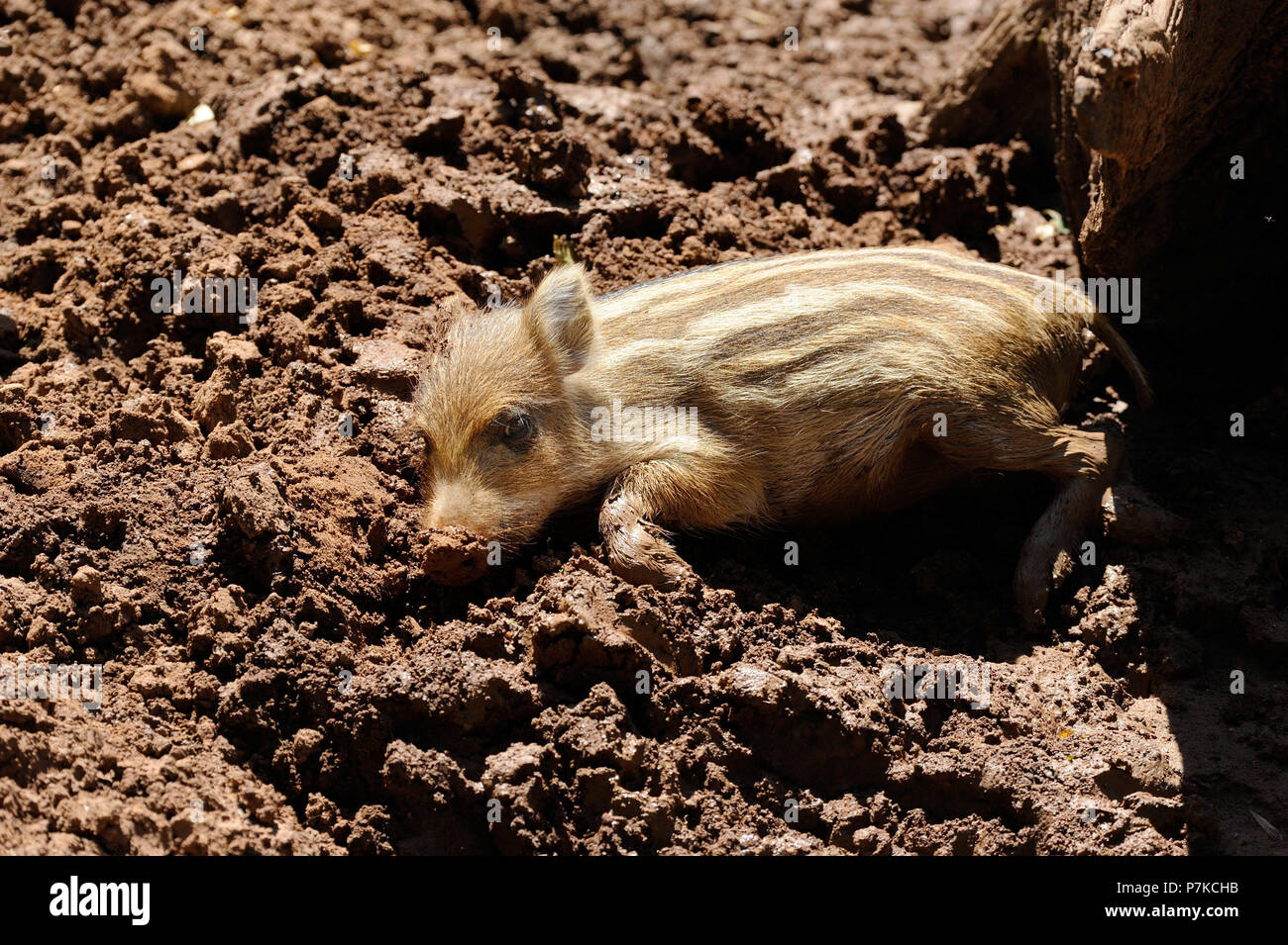 Boar piglet in the wallow Stock Photo