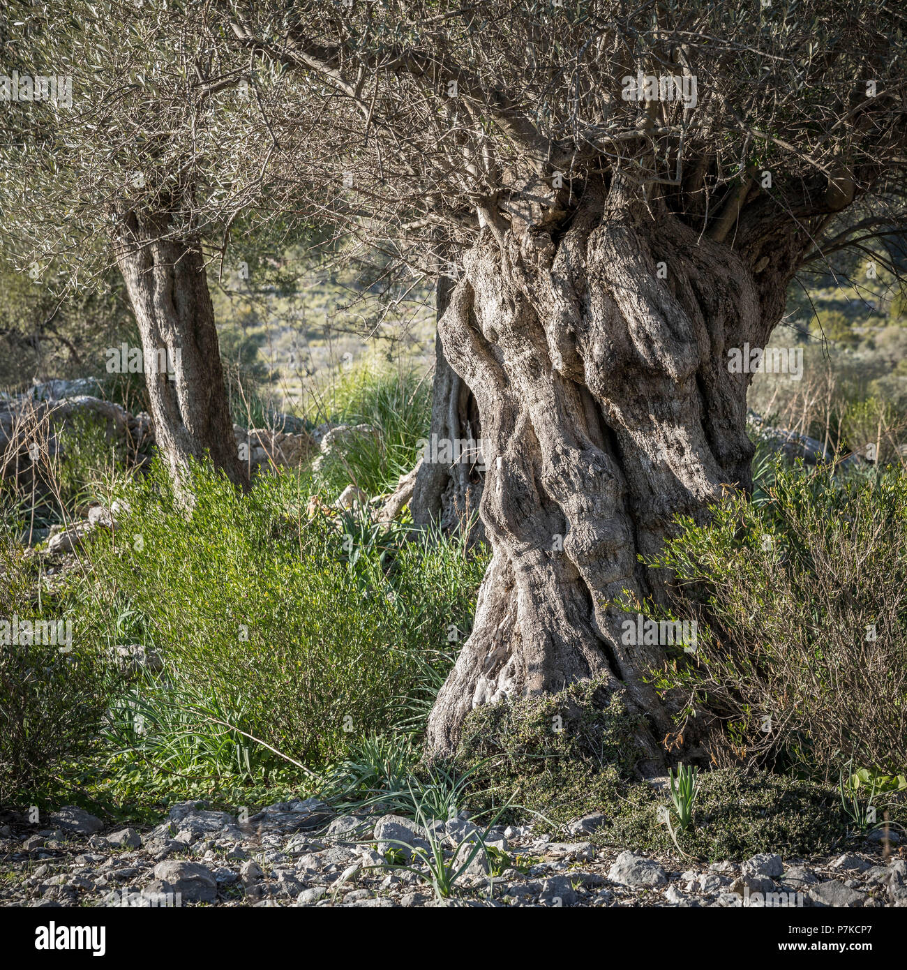 Olive tree mallorca hi-res stock photography and images - Alamy