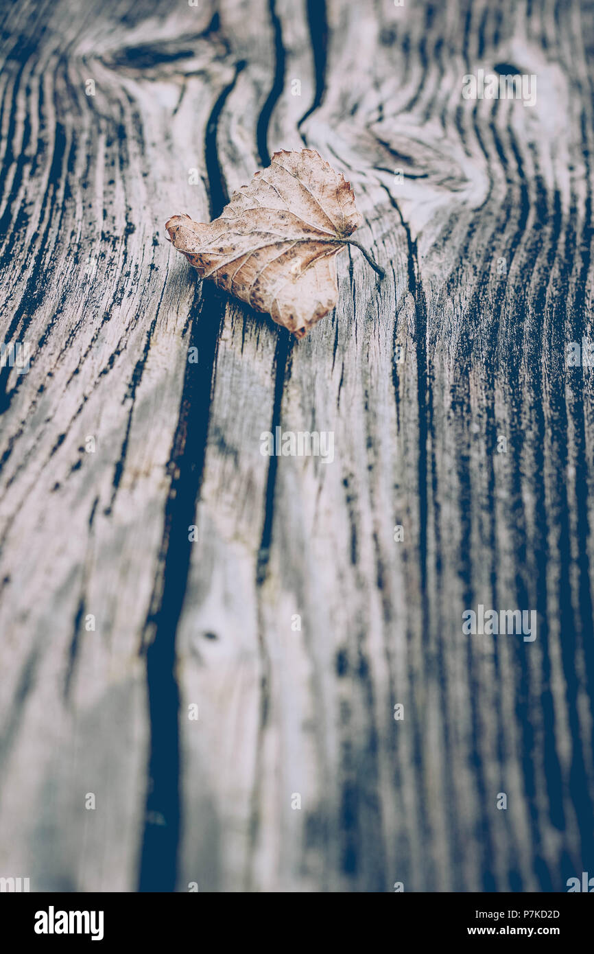 Wooden bench, leaf, withered Stock Photo