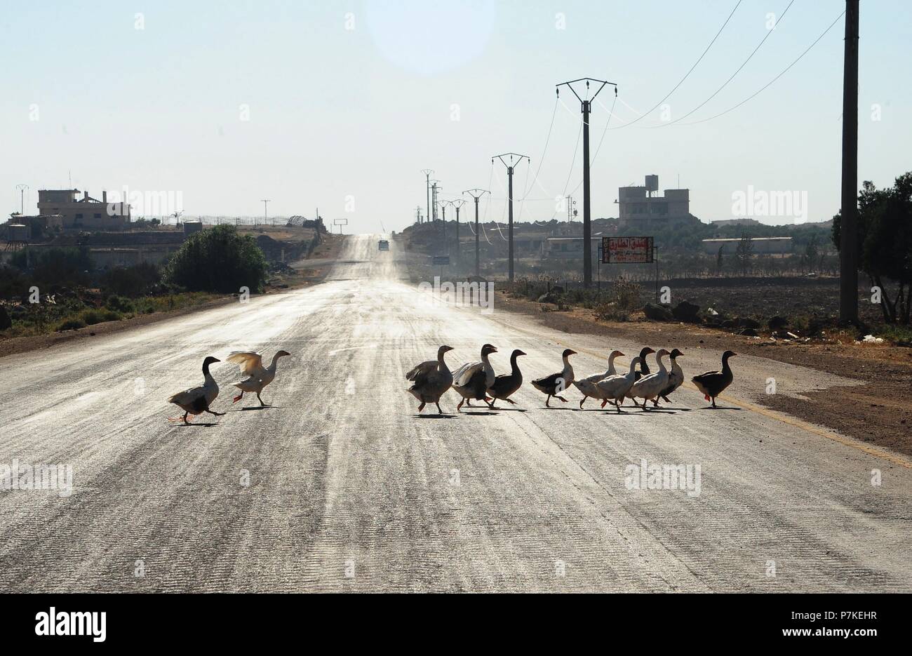 Daraa, Syria. 6th July, 2018. Ducks cross a street in the town of Nuaimeh, near the Nasib border crossing, in the southeastern countryside of Daraa, Syria, on July 6, 2018. The Syrian army on Friday captured the Nasib border crossing, the only operative border crossing with Jordan, following a two-week long battle in the southern province of Daraa, according to the state TV. Credit: Ammar Safarjalani/Xinhua/Alamy Live News Stock Photo