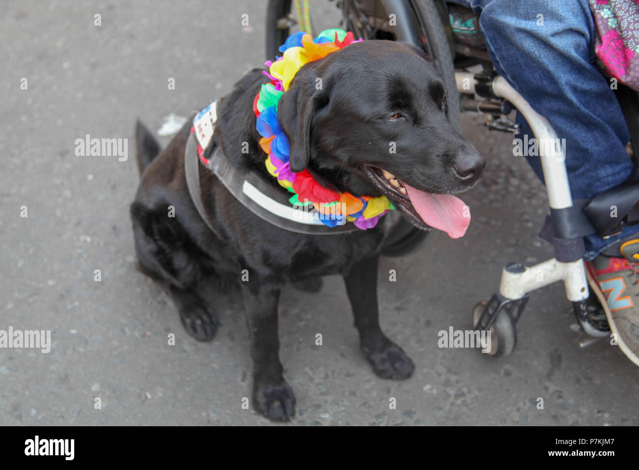 London, UK. 7th July 2018. Dog supporting Pride in London Credit: Alex Cavendish/Alamy Live News Stock Photo
