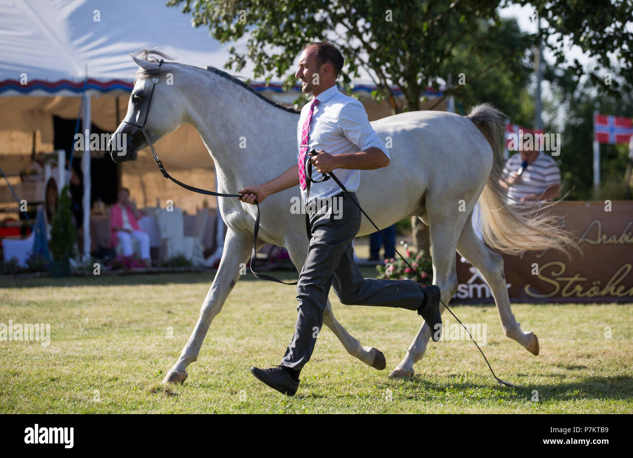 Stroehen, Germany. 07th July, 2018. Trainer Glenn Schoukens presents Arabian  horse Jayan De Nautiac from Belgium/France at the 'Tierpark Stroehen' on  occasion of an Arabian horse contest. 25 countries are participating in