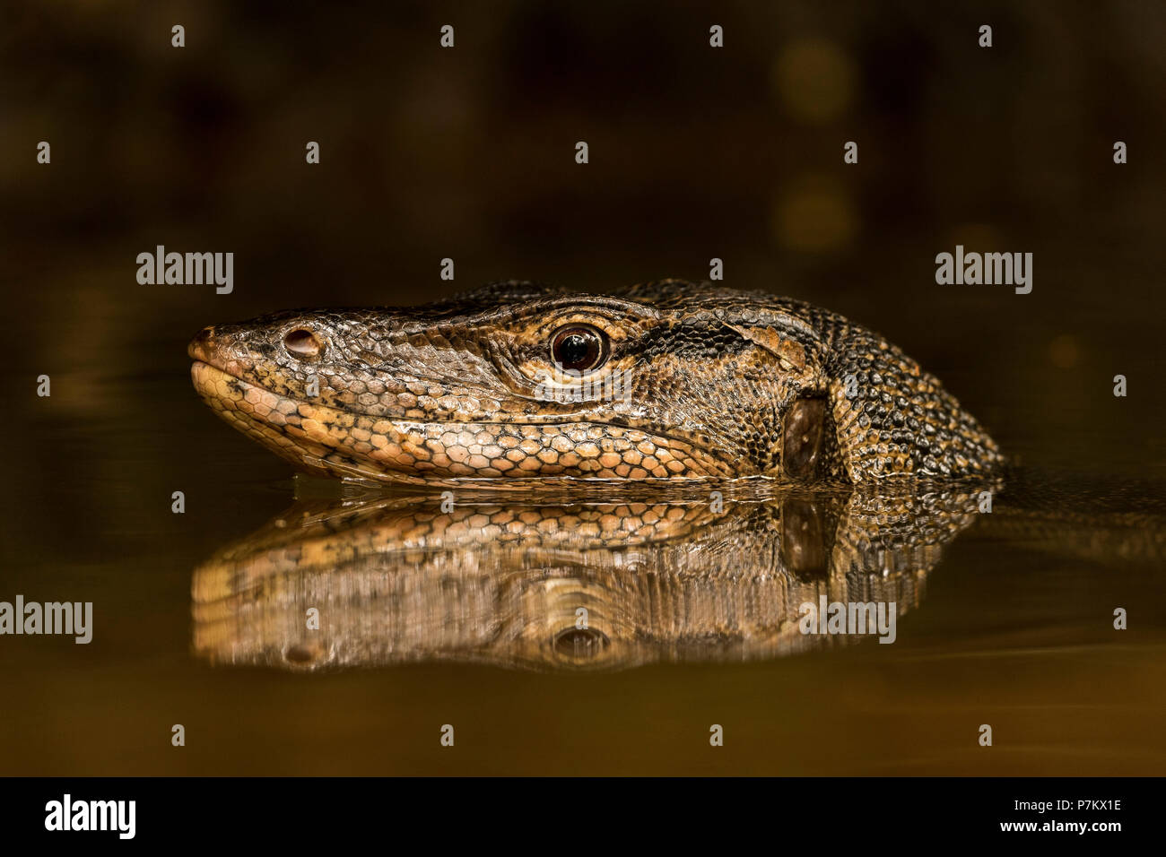 Monitor lizard at a small brook on prey search Stock Photo Alamy