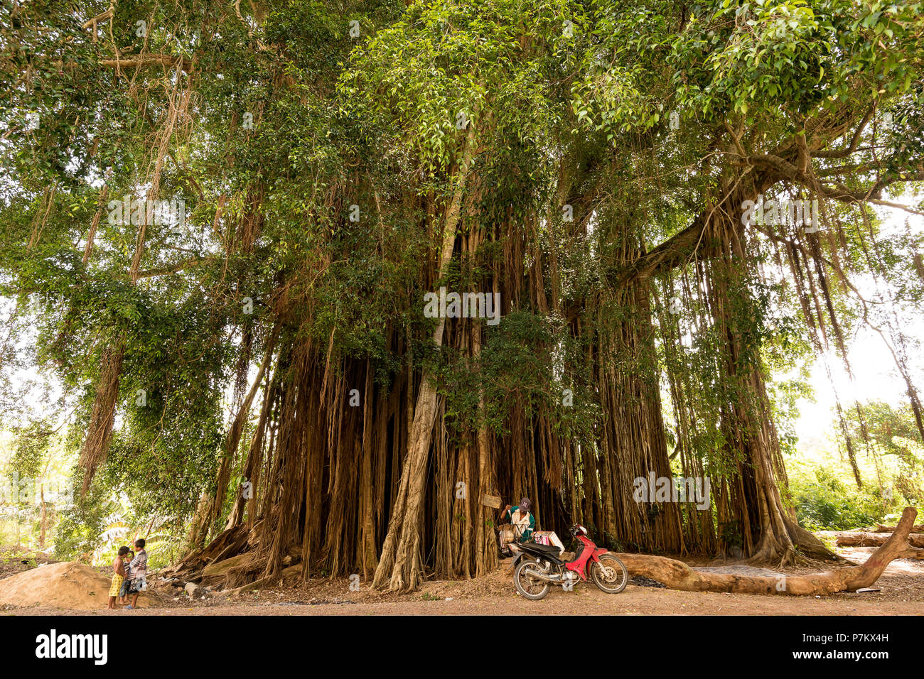 Children Playing In A Banyan Tree Stock Photo Alamy