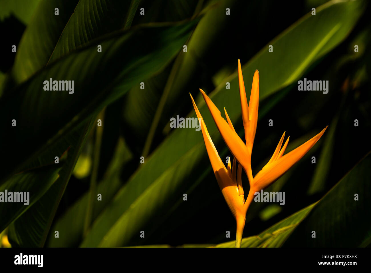 Orange inflorescence of a heliconia Stock Photo - Alamy