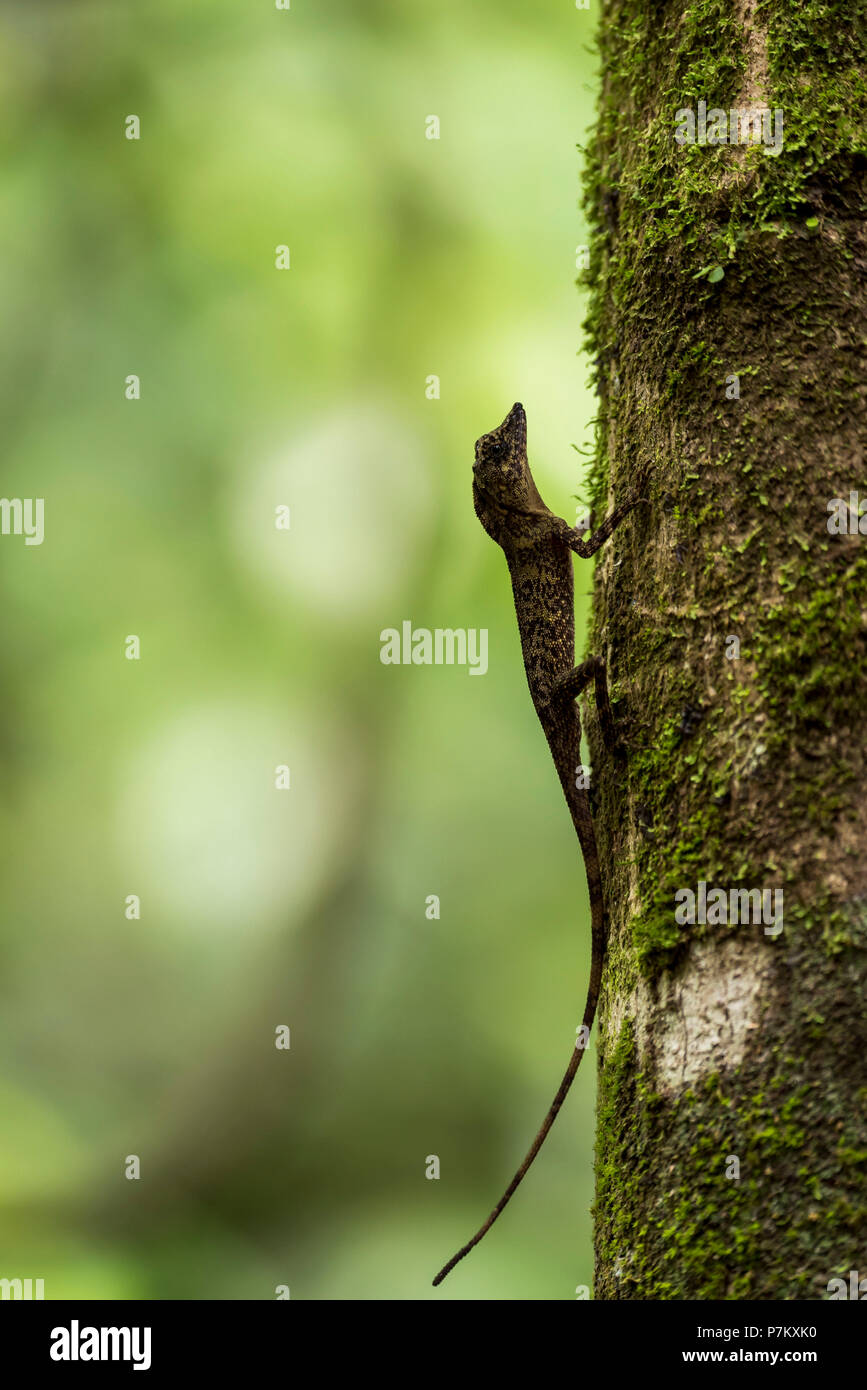 Tree lizard on tree trunk in the jungle of Indonesia Stock Photo - Alamy