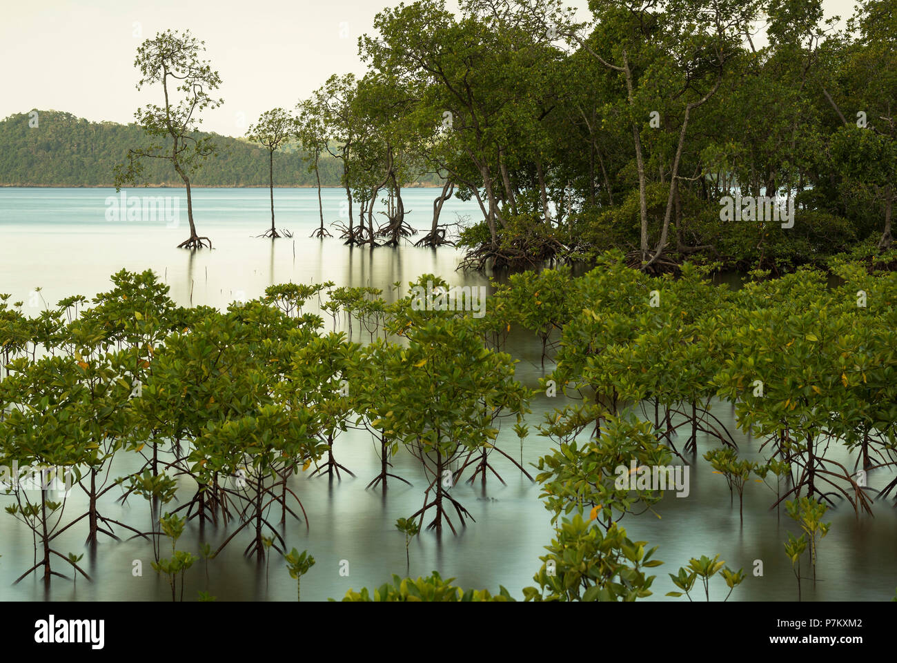 Young mangrove forest at sunset on Pulau Weh Stock Photo