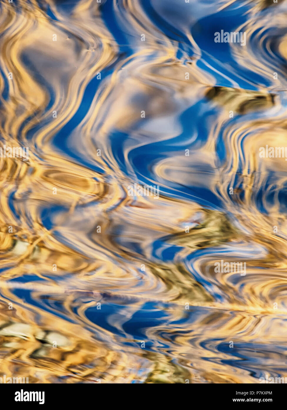 Reed reflecting in a lake in Mecklenburg Stock Photo - Alamy
