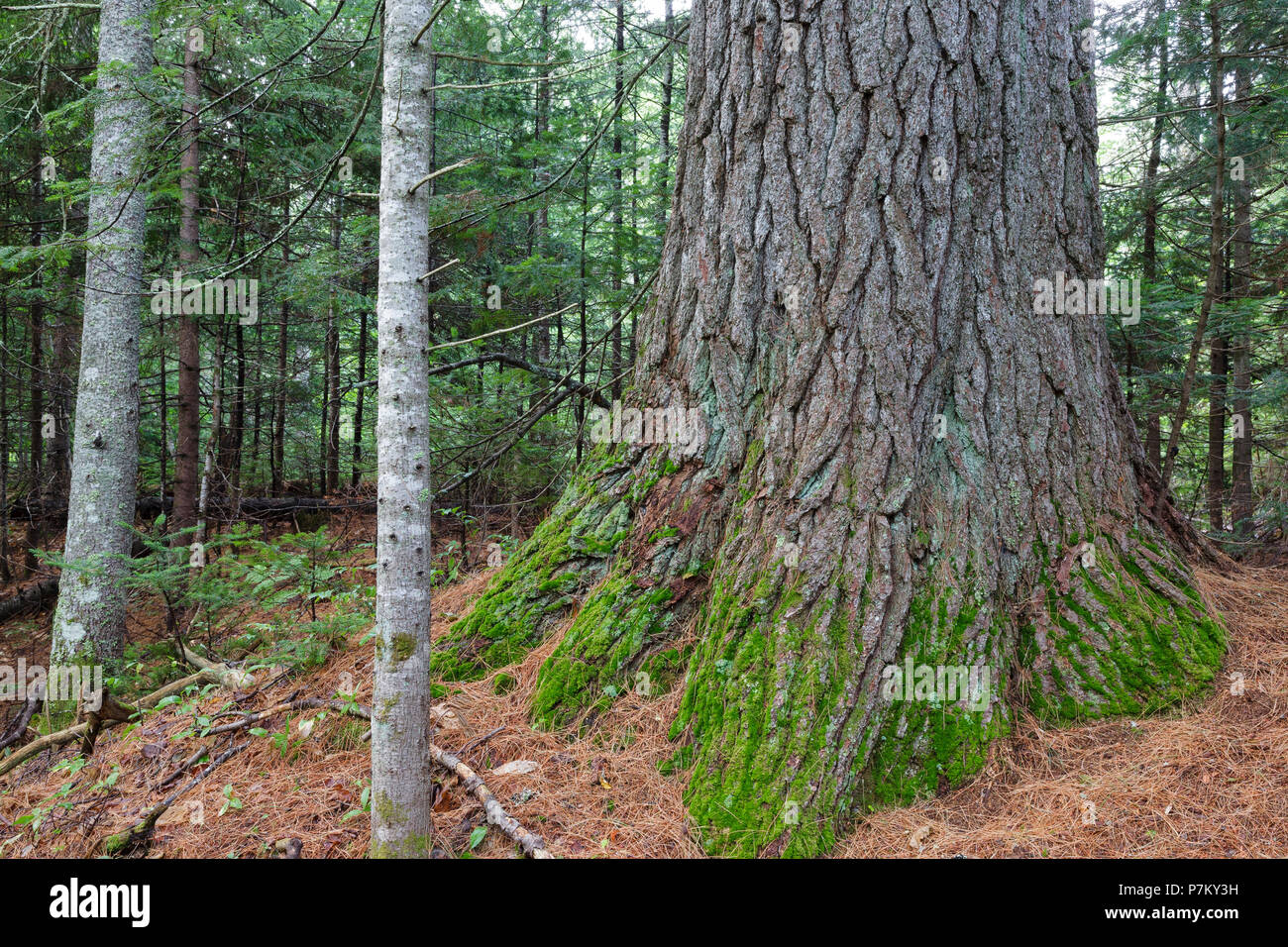 Mature Eastern White Pine (Pinus strobus) with a 129 inch ...