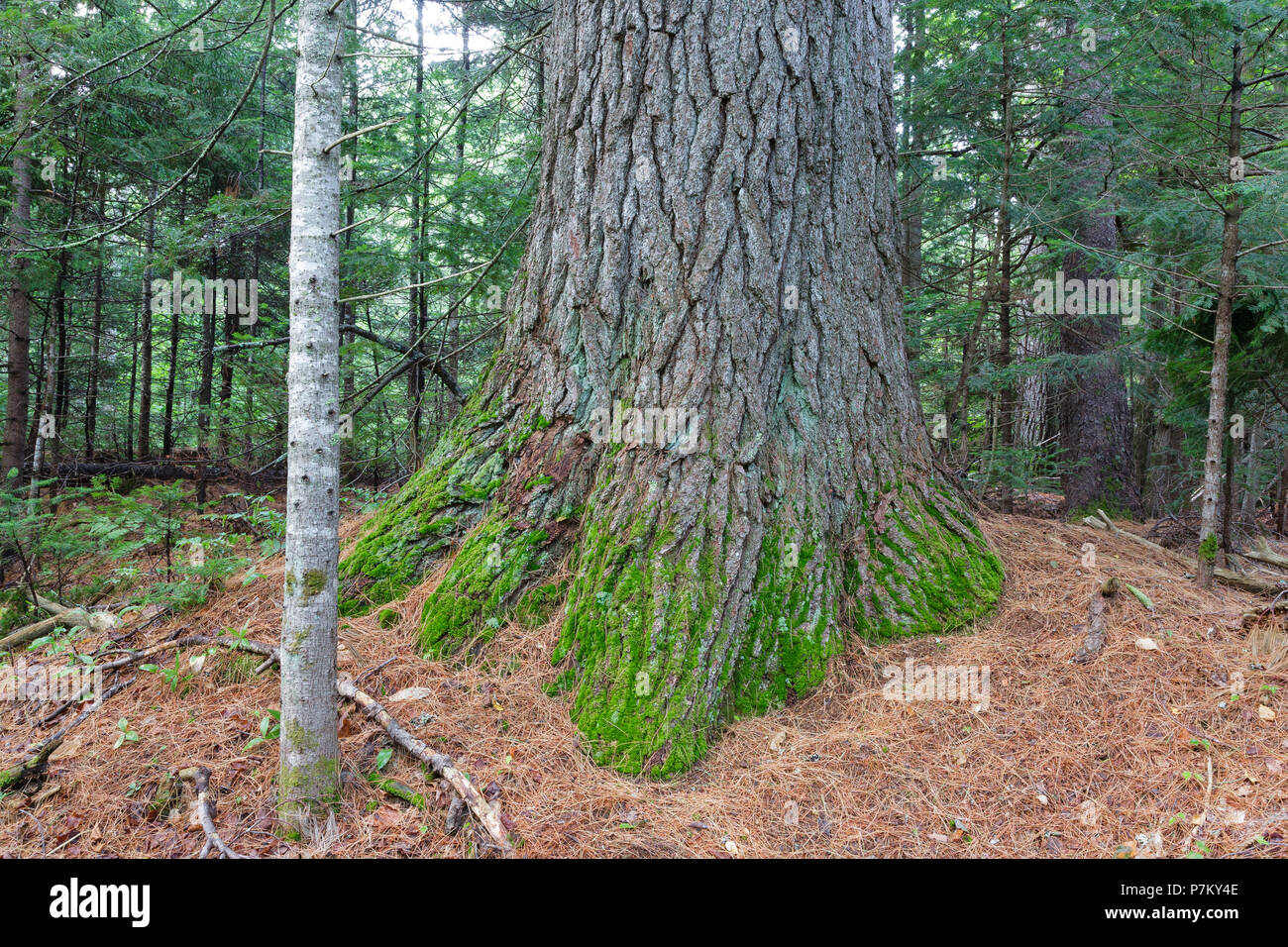 Mature Eastern White Pine (Pinus strobus) with a 129 inch ...