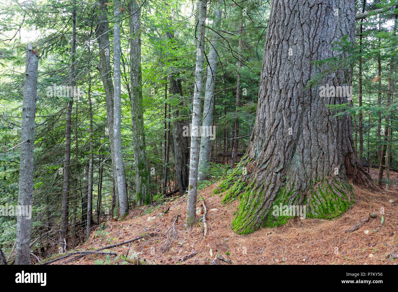 Mature Eastern White Pine (Pinus strobus) with a 129 inch ...