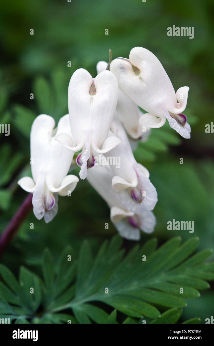 A close-up macro photograph of the delicate woodland wildflower, squirrel corn (Dicentra canadensis) at Hemlock Cliffs, Indiana. Stock Photo