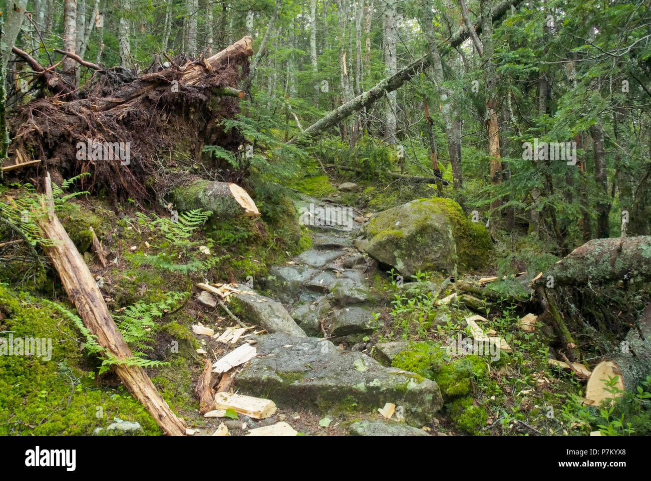 A freshly cut blowdown that has been removed with the use of an axe along the Greenleaf Trail in the White Mountains of New Hampshire. Stock Photo