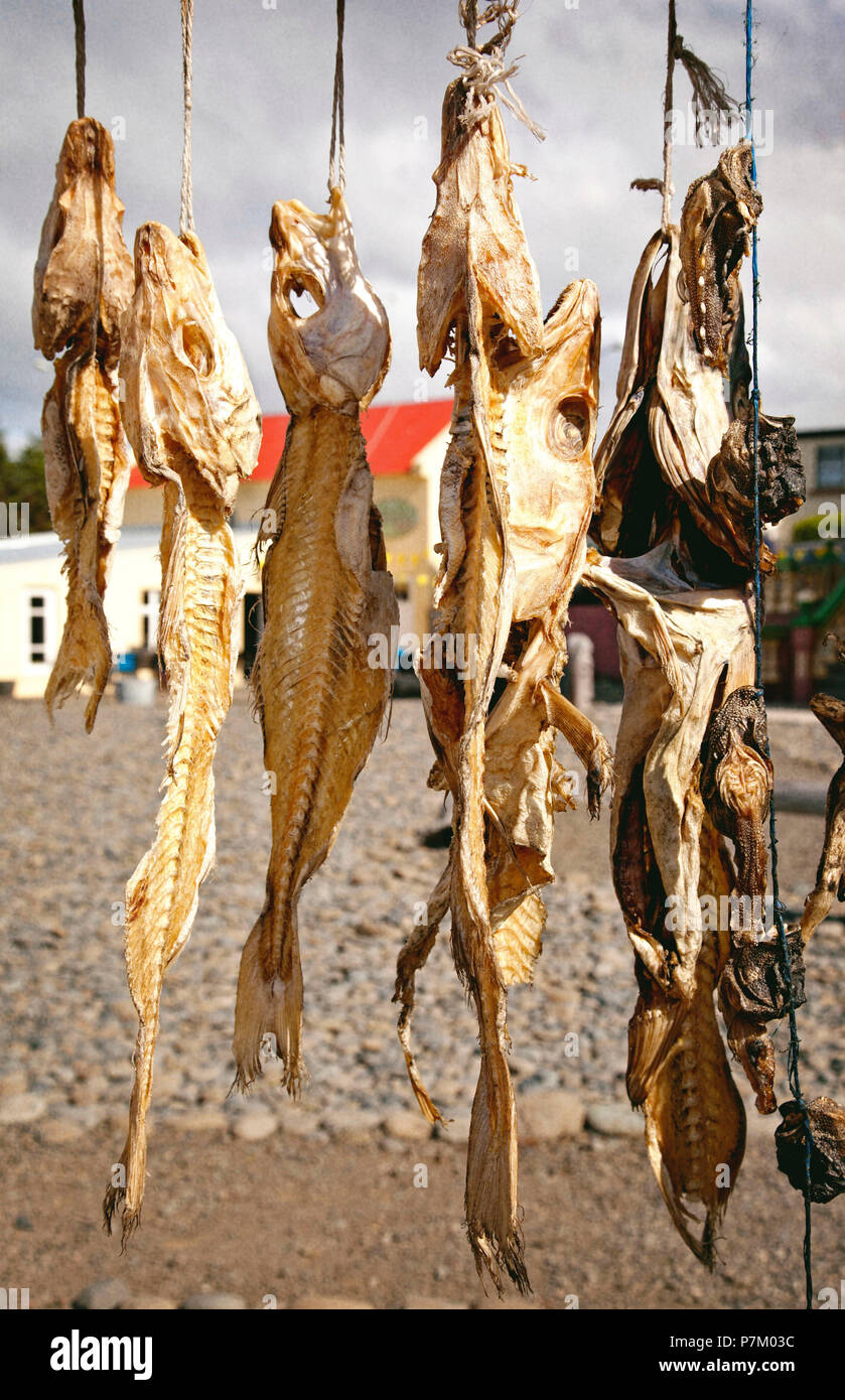 Dried fish, fishing, fish, Iceland, Hvammstangi Stock Photo